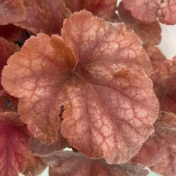 Heucherella 'Buttered Rum®', Karamellfarben, Topf-Ø 12 Cm, 3er-Set -Gartenserien Geschäft 0319100529 Heucherella Buttered Rum 12cm karamellfarben 3er Set 3 114717