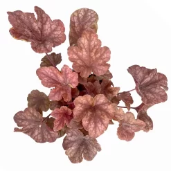 Heucherella 'Buttered Rum®', Karamellfarben, Topf-Ø 12 Cm, 3er-Set -Gartenserien Geschäft 0319100529 Heucherella Buttered Rum 12cm karamellfarben 3er Set 4 114773