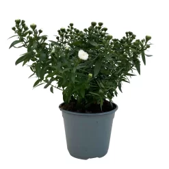 Aster Novi-belgii, Weiss Gefüllt, Topf-Ø 12 Cm, 6er-Set -Gartenserien Geschäft 0319200001 Aster novi belgii T12 weiss gefuellt 3er Set WS 3 95806