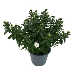 Aster Novi-belgii, Weiss Gefüllt, Topf-Ø 12 Cm, 6er-Set -Gartenserien Geschäft 0319200001 Aster novi belgii T12 weiss gefuellt 3er Set WS 4 95807