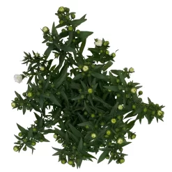 Aster Novi-belgii, Weiss Gefüllt, Topf-Ø 12 Cm, 6er-Set -Gartenserien Geschäft 0319200001 Aster novi belgii T12 weiss gefuellt 3er Set WS 5 95808