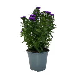 Aster Novi-belgii, Blau Gefüllt, Topf-Ø 12 Cm, 3er-Set -Gartenserien Geschäft 0319200003 Aster novi belgii T12 blau gefuellt 3er Set WS 3 95812