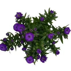 Aster Novi-belgii, Blau Gefüllt, Topf-Ø 12 Cm, 3er-Set -Gartenserien Geschäft 0319200003 Aster novi belgii T12 blau gefuellt 3er Set WS 5 95814