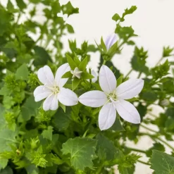 Polster-Glockenblume 'Adansa® White' Weiß, Topf-Ø 15 Cm, 3er-Set 11 Polster-Glockenblume 'Adansa® White' Weiß, Topf-Ø 15 Cm, 3er-Set -Gartenserien Geschäft 0319200069 Campanula porten Adansa White weiss 3er Set 7 111166