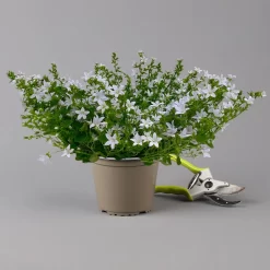 Polster-Glockenblume 'Adansa® White' Weiß, Topf-Ø 15 Cm, 3er-Set 9 Polster-Glockenblume 'Adansa® White' Weiß, Topf-Ø 15 Cm, 3er-Set -Gartenserien Geschäft 0319200069 campanula portenschlagiana adansa white f 126065