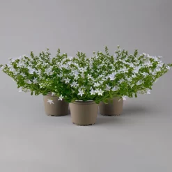 Polster-Glockenblume 'Adansa® White' Weiß, Topf-Ø 15 Cm, 3er-Set
