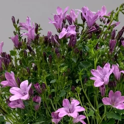 Glockenblume 'Ambella® Pink' Rosa, Topf-Ø 15 Cm, 3er-Set -Gartenserien Geschäft 0319200163 campanula ambella pink 1 124075