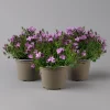 Glockenblume 'Ambella® Pink' Rosa, Topf-Ø 15 Cm, 3er-Set