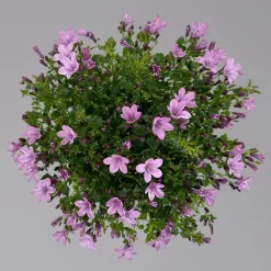 Glockenblume 'Ambella® Pink' Rosa, Topf-Ø 15 Cm, 3er-Set -Gartenserien Geschäft 0319200163 campanula ambella pink 3 124074