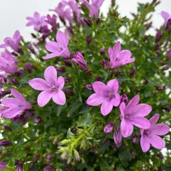Glockenblume 'Ambella® Pink' Rosa, Topf-Ø 15 Cm, 3er-Set -Gartenserien Geschäft 0319200163 campanula ambella pink 10 123849