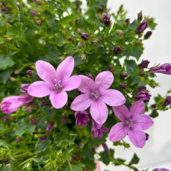 Glockenblume 'Ambella® Pink' Rosa, Topf-Ø 15 Cm, 3er-Set -Gartenserien Geschäft 0319200163 campanula ambella pink 11 123851