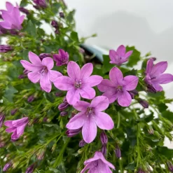 Glockenblume 'Ambella® Pink' Rosa, Topf-Ø 15 Cm, 3er-Set -Gartenserien Geschäft 0319200163 campanula ambella pink 12 123850