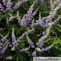 Kollektion 'Bienenweide Blau', 3er-Set, Höhe 30-60 Cm, Topf 4,6 Liter -Gartenserien Geschäft 0410110246 Vitex agnus castus 1 87688