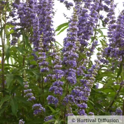 Kollektion 'Bienenweide Blau', 3er-Set, Höhe 30-60 Cm, Topf 4,6 Liter -Gartenserien Geschäft 0410110246 Vitex agnus castus 2 87689