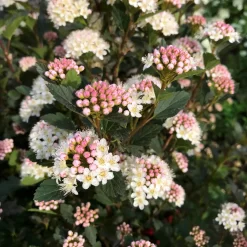 Kleinblättrige Rote Blasenspiere 'Tiny Wine'®, 3er-Set, Höhe 40-60 Cm, Topf 5 L