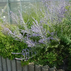 Kollektion 'Bienenweide Blau', 3er-Set, Höhe 30-60 Cm, Topf 4,6 Liter -Gartenserien Geschäft 0410111412 KB Perovskia atri little Spire1 74954