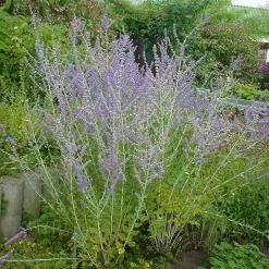 Kollektion 'Bienenweide Blau', 3er-Set, Höhe 30-60 Cm, Topf 4,6 Liter -Gartenserien Geschäft 0410111412 KB Perovskia atri little Spire 74955