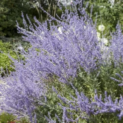 Kollektion 'Bienenweide Blau', 3er-Set, Höhe 30-60 Cm, Topf 4,6 Liter -Gartenserien Geschäft 0410111412 Perovskia Little Spire 1 94153
