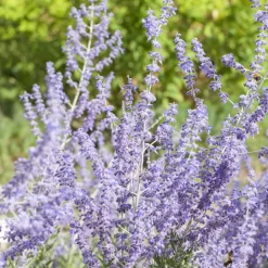 Gartenserien Geschäft -Gartenserien Geschäft 0410111412 Perovskia Little Spire 94154