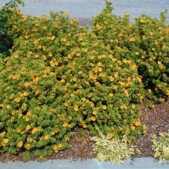 Gartenserien Geschäft -Gartenserien Geschäft 0410112162 Potentilla frut Mango Tango 1 86936