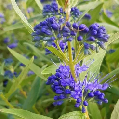 Kollektion 'Bienenweide Blau', 3er-Set, Höhe 30-60 Cm, Topf 4,6 Liter -Gartenserien Geschäft 0410112619 Sommerliche Bienennaehrgehoelze blau 1 99278