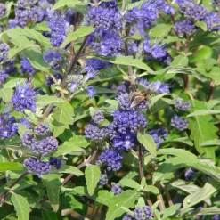 Kollektion 'Bienenweide Blau', 3er-Set, Höhe 30-60 Cm, Topf 4,6 Liter -Gartenserien Geschäft 0410112619 Sommerliche Bienennaehrgehoelze blau 2 99279