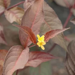 Rotlaubige Amerikanische Weigelie 'Diva'(s), Rot, 4er-Set, Topf 5 Liter -Gartenserien Geschäft 0410112705 Diervilla splendens Diva 4er Set 040060 Co5lt 1 119766