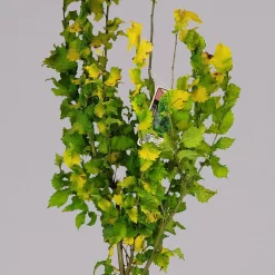 Goldulme 'Wredei', Höhe 40-60 Cm, Topf 4 Liter, 2er-Set -Gartenserien Geschäft 0410112931 plmus carp. wredei 2er set 1 117664