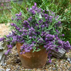 Kompakter Hängeflieder 'Unique' ('PMooRE12')(s), 3er-Set, Violettblau, Topf 3 L