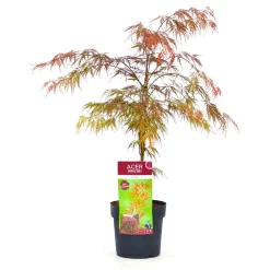 Roter Schlitzahorn 'Dissectum Garnet', Höhe 40 - 60 Cm, Topf-Ø 19 Cm 8 Roter Schlitzahorn 'Dissectum Garnet', Höhe 40 - 60 Cm, Topf-Ø 19 Cm -Gartenserien Geschäft 0410300296 Acer palm Diss Garnet 025030040 19er Topf 1 83824
