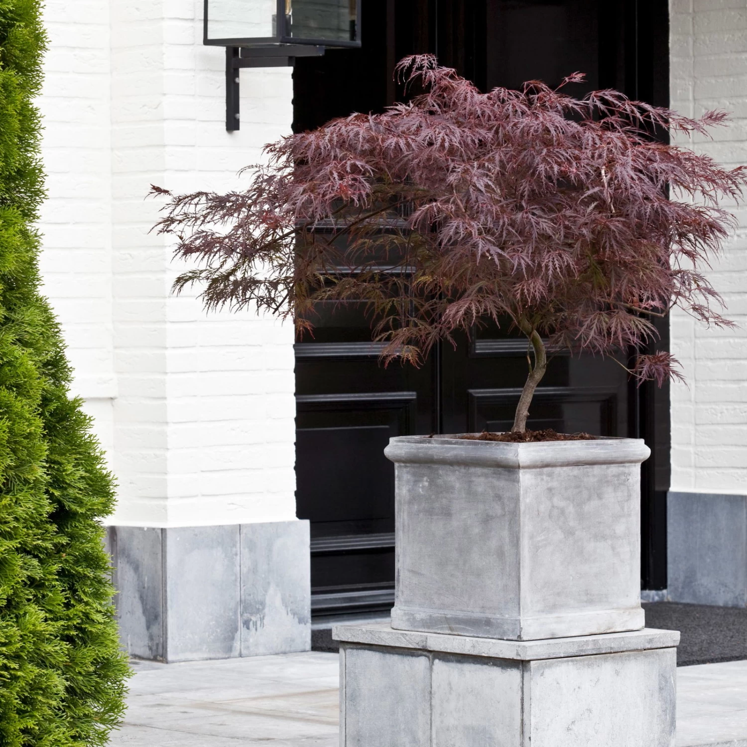 Roter Schlitzahorn 'Dissectum Garnet', Höhe 40 - 60 Cm, Topf-Ø 19 Cm 1 Roter Schlitzahorn 'Dissectum Garnet', Höhe 40 - 60 Cm, Topf-Ø 19 Cm