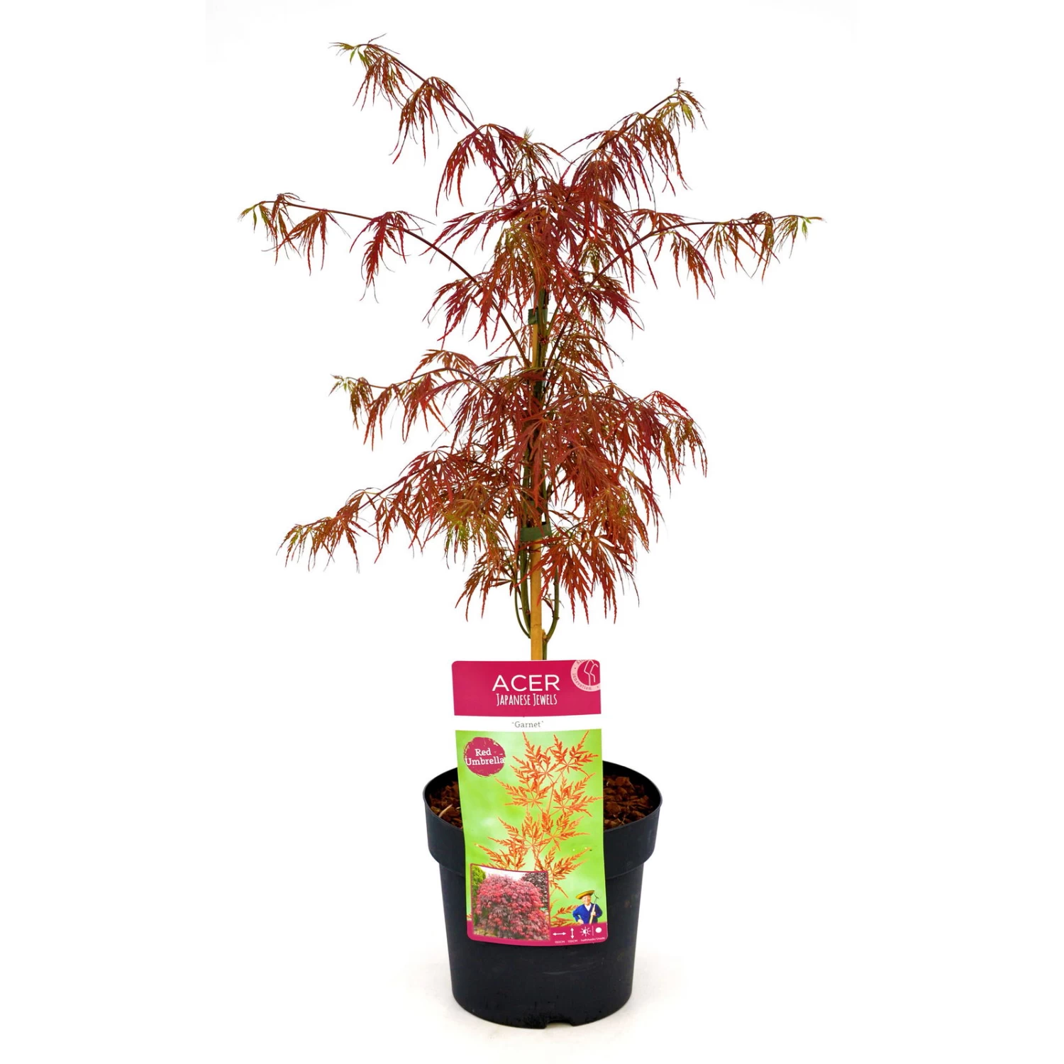 Roter Schlitzahorn 'Dissectum Garnet', Höhe 40 - 60 Cm, Topf-Ø 19 Cm 2 Roter Schlitzahorn 'Dissectum Garnet', Höhe 40 - 60 Cm, Topf-Ø 19 Cm – Bild 2