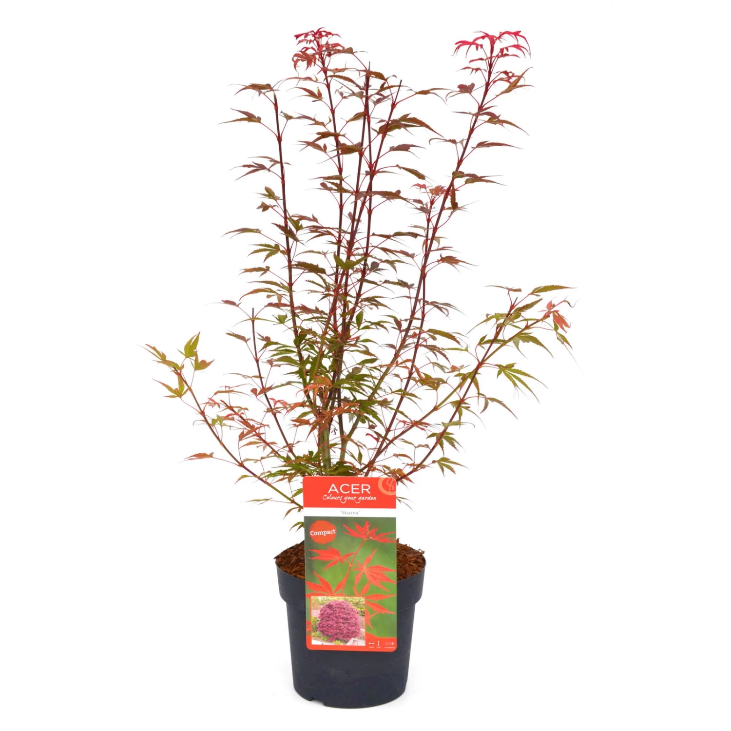 Japanischer Zwergahorn 'Shaina', Höhe 40 - 60 Cm, Topf-Ø 19 Cm 2 Japanischer Zwergahorn 'Shaina', Höhe 40 - 60 Cm, Topf-Ø 19 Cm – Bild 2