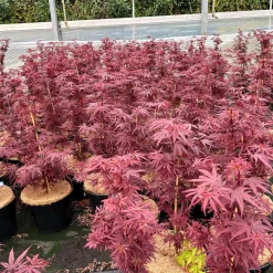 Japanischer Zwergahorn 'Shaina', Höhe 40 - 60 Cm, Topf 7,5 Liter -Gartenserien Geschäft 0410300849 acer shaina 4 123989