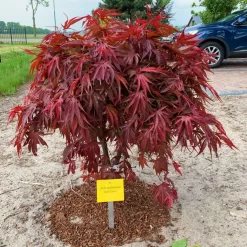 Japanischer Zwergahorn 'Peve Dave', Rotlaubig, Höhe 40 - 60 Cm, Topf-Ø 19 Cm -Gartenserien Geschäft 0410301090 Acer palm Peve Dave ca60cm 19er Topf Son Koot 1 83556