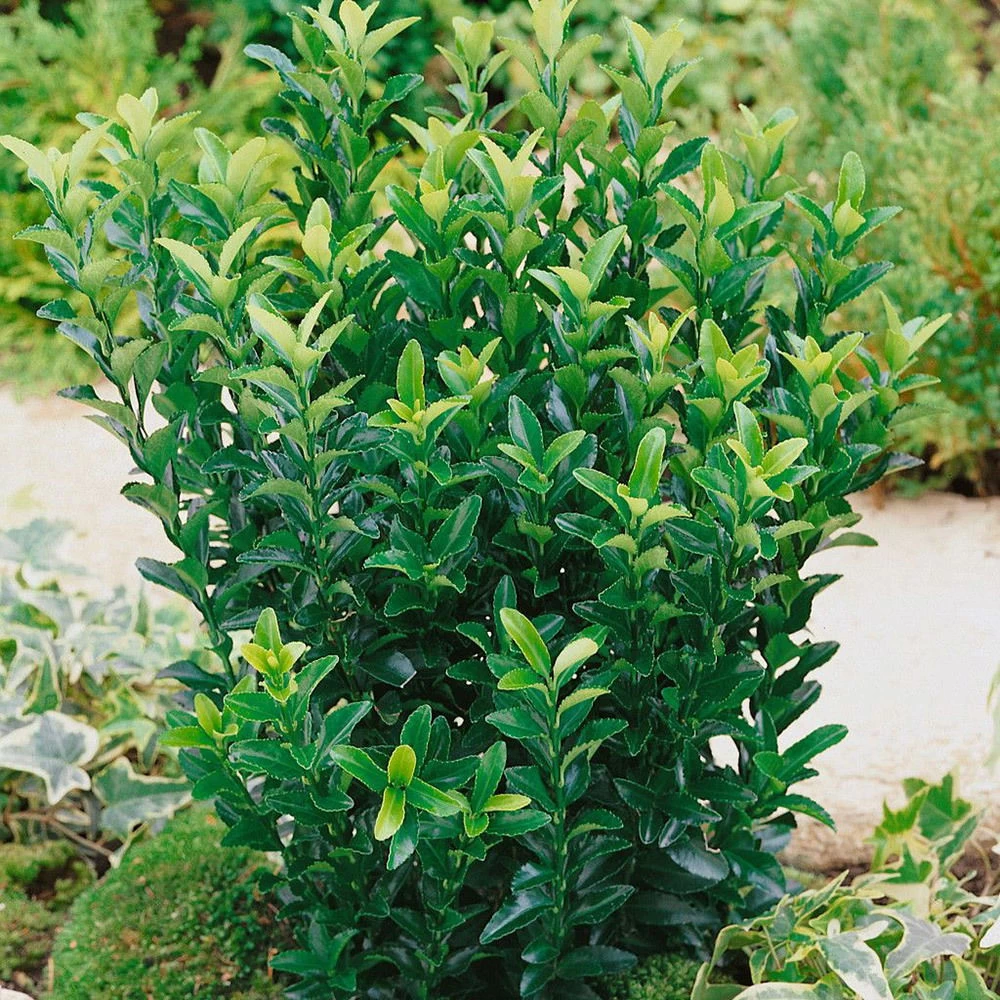 Immergrüner Japanischer Spindelstrauch 'Green Spire', 2er-Set, Topf 7 Liter 1 Immergrüner Japanischer Spindelstrauch 'Green Spire', 2er-Set, Topf 7 Liter