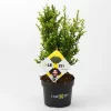 Ilex Crenata 'Dark Green®', Höhe 10-20cm, Topf-Ø 17 Cm, 2er Set