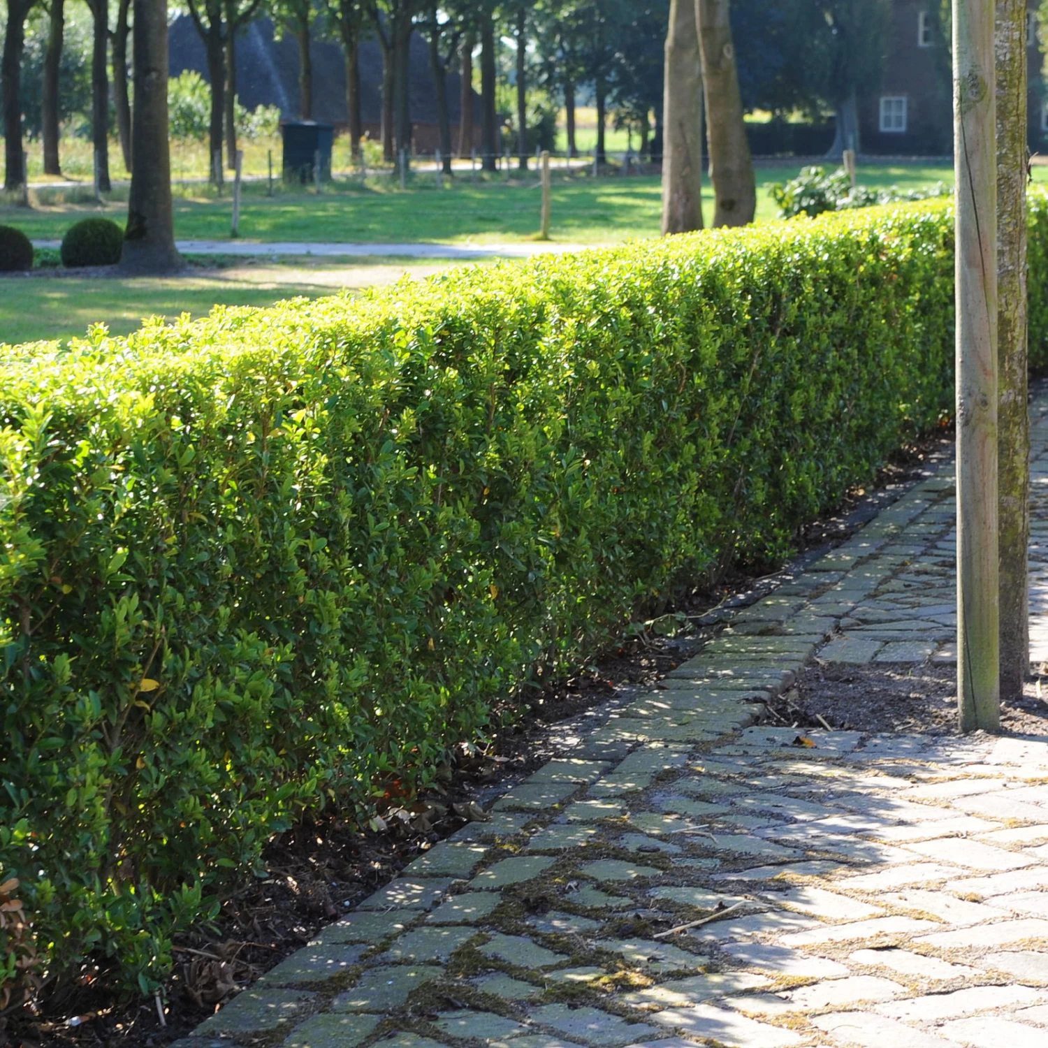 Stechpalme 'Impala®', 25er-Set, Höhe 50-60 Cm, Topf 5 Liter 1 Stechpalme 'Impala®', 25er-Set, Höhe 50-60 Cm, Topf 5 Liter