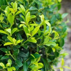 Stechpalme 'Impala®', 25er-Set, Höhe 50-60 Cm, Topf 5 Liter 11 Stechpalme 'Impala®', 25er-Set, Höhe 50-60 Cm, Topf 5 Liter -Gartenserien Geschäft 0410450790 Ilex max Impala 3 104013