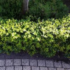 Stechpalme 'Impala®', 25er-Set, Höhe 50-60 Cm, Topf 5 Liter 10 Stechpalme 'Impala®', 25er-Set, Höhe 50-60 Cm, Topf 5 Liter -Gartenserien Geschäft 0410450790 Ilex max Impala 5 104012