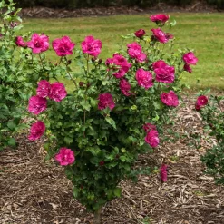 Garten-Hibiskus 'Magenta Chiffon®', Magenta, 40-60 Cm Hoch, Topf 5 L -Gartenserien Geschäft 0410900565 Hibiscus Magenta Chiffon1 74250