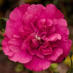 Garten-Hibiskus 'Magenta Chiffon®', Magenta, 40-60 Cm Hoch, Topf 5 L -Gartenserien Geschäft 0410900565 Hibiscus Magenta Chiffon 74249