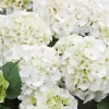 Kölle Gartenhortensie Ball Weiß, 4/5 Liter Topf