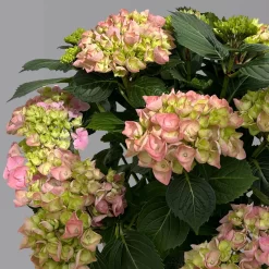 Kölle Gartenhortensie Ball Rosa, 4/5 Liter Topf -Gartenserien Geschäft 0415100310 hydrangea mac ball rosa 4 125079