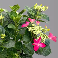 Kölle Tellerhortensie, Hydrangea Macropylla, Rot, Im 5 Lt. Topf -Gartenserien Geschäft 0415100671 hydrangea mac teller rot 4 125091