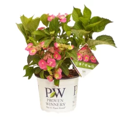 Tellerhortensie Flair & Flavours(R) 'Cotton Candy®', 3er-Set, Rosa, Topf 5 Liter -Gartenserien Geschäft 0415100823 Hydrangea mac Cotton Candy 3er Set 2 109216