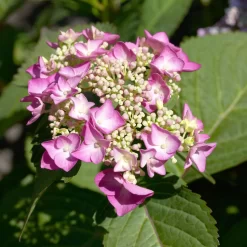 Tellerhortensie Flair & Flavours(R) 'Cotton Candy®', 3er-Set, Rosa, Topf 5 Liter