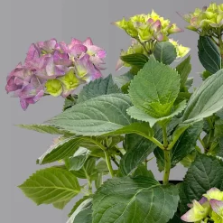 Öfterblühende Gartenhortensie Forever&Ever® Blau, 5 Liter Topf -Gartenserien Geschäft 0415200002 hydrangea forever ever blau 4 1 125098