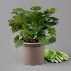 Öfterblühende Gartenhortensie Forever&Ever® Rot, 5 Liter Topf