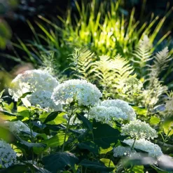 Rispenhortensie 'Limelight'Ⓢ 30/40 Cm, Im 5 L Topf -Gartenserien Geschäft 0415300054 Hortensie wei test 124762